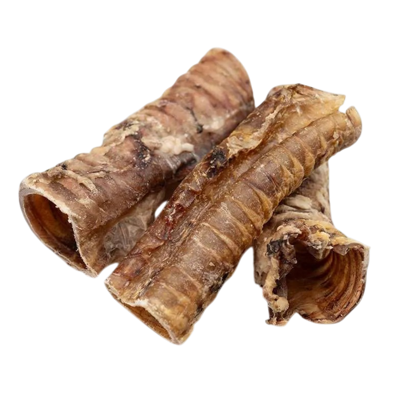 Trachea di bovino